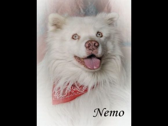 Nemo