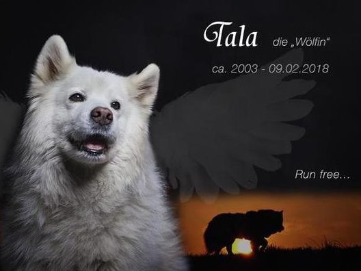 Tala