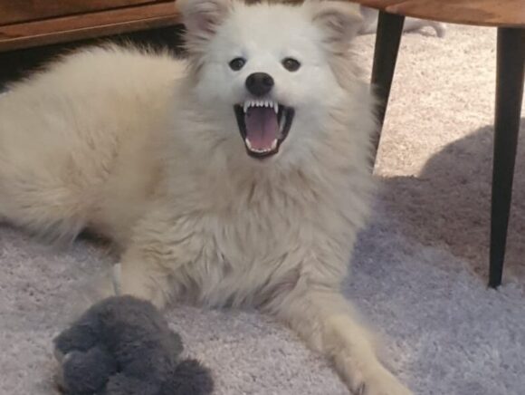 Anda