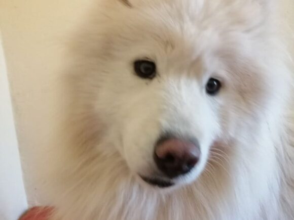 Kimba