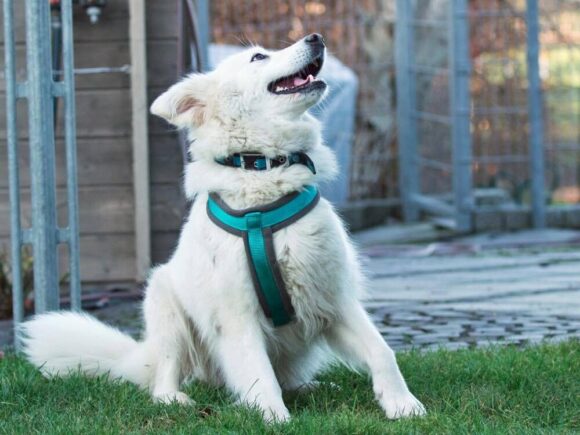Bellafrieda oder der Hund mit den vielen Namen