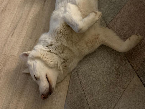 Belka