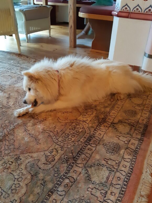 Malka Samojedenhündin
