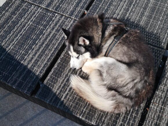 Günes blind… na und, ein Hund mit so viel Lebensfreude