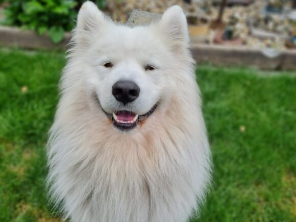 Oso