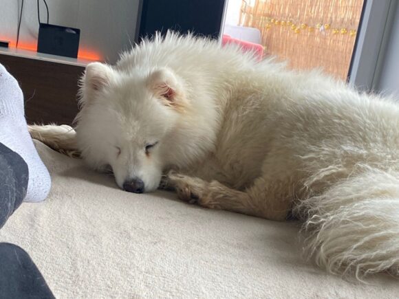 Mable Samojedenhündin total verschmust