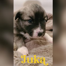 Juka_profil-aspect-ratio-16-14