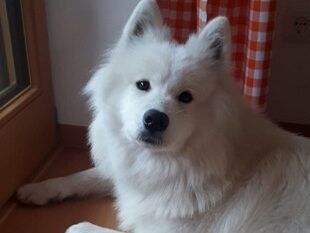 Chica junge Samojedenhündin