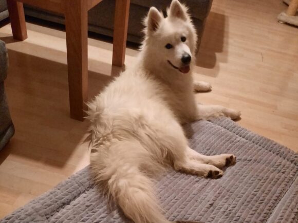 Kajok