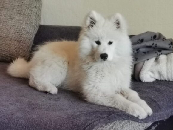 Welpenmädchen Skye, 12 Wochen alt, aus Deutschland