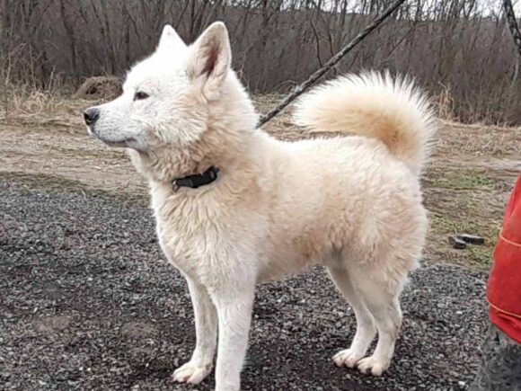 WhatsApp-Image-2021-01-31-at-19.50.56-Slawisa-1-1-aspect-ratio-4-3 Slawisa weißer Akita Mix