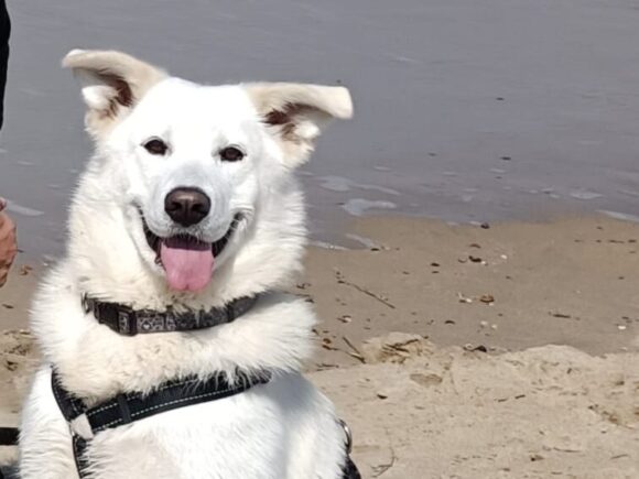Astra, Samojedenmischling, weiblich, mag Katzen