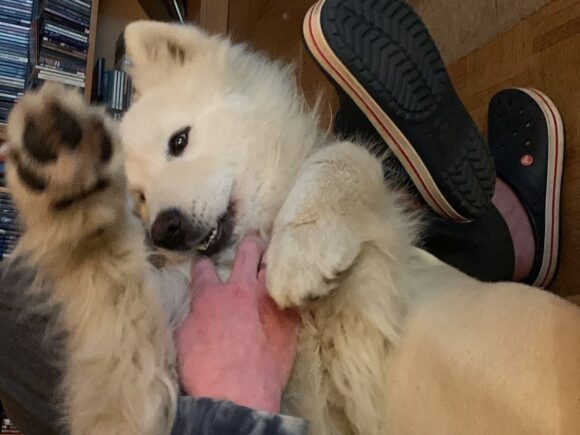 Rikki, unser Pubertier