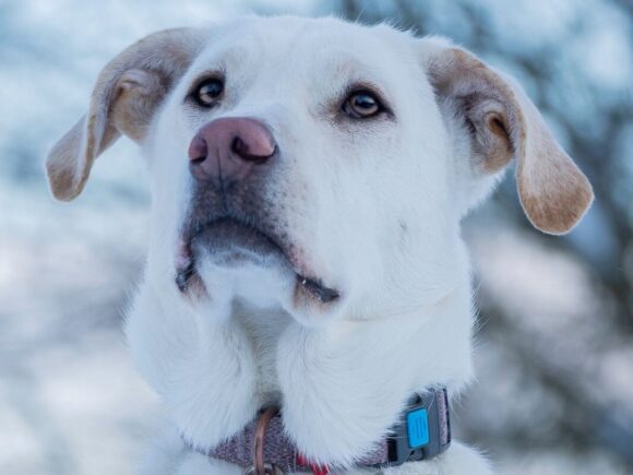 Cleary, Labradormix – bildhübsche Prinzessin