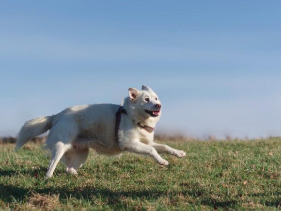 Lola – der Hund für den 2.Blick
