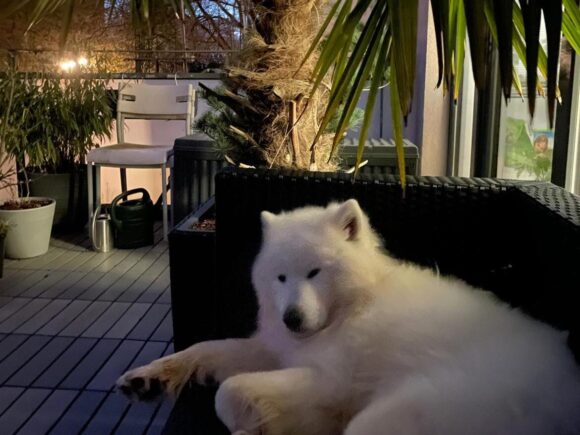 Thor unser Modelhund