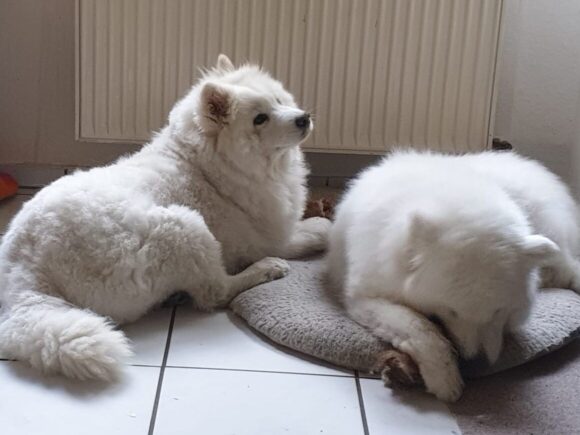 Deny, der freundliche