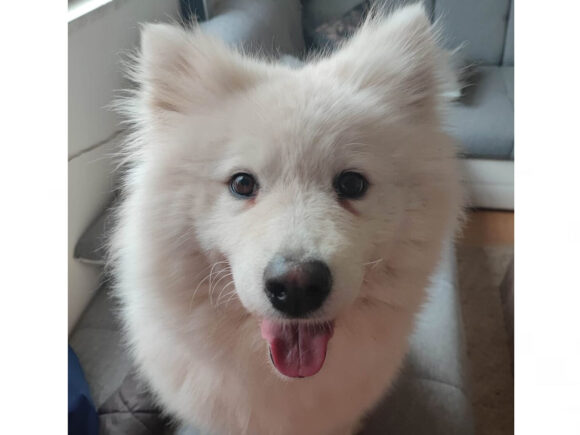 Noralina