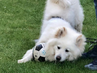 Ronny der lustig Hund