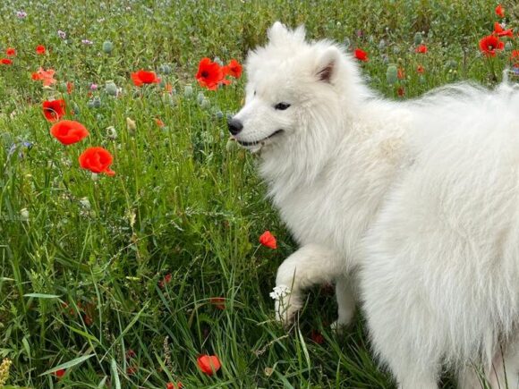 Idefix