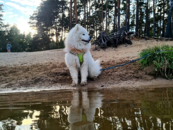 Fiete