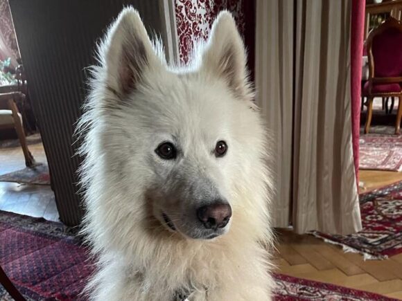 Pino