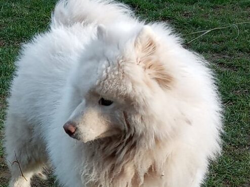 Ice-Bear