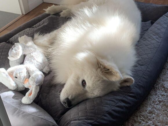 Charlie Samojedenrüde ca. 6 Jahre alt
