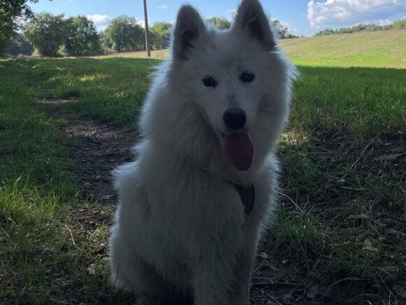 Tigli