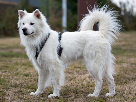 Casper, Rüde 3-5 Jahre