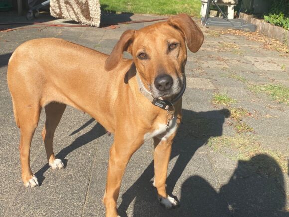 Jessy Rhodesian Ridgeback katzen-und kinderfreundlich
