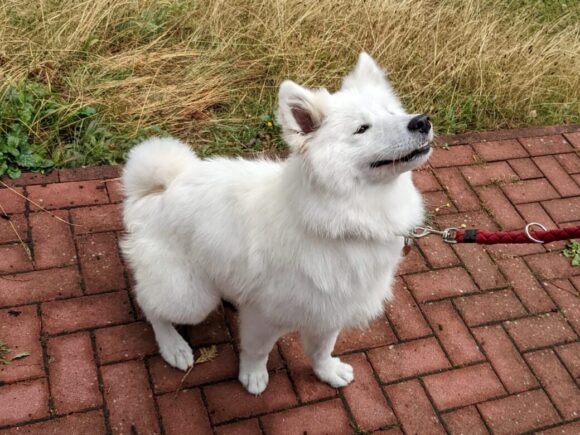 Nuzi nette Samojedenhündin