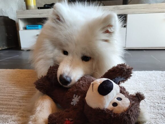 Yukki Samojedenhündin 11 Monate alt