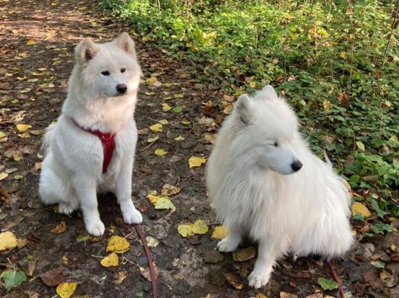 Nori verspielte Samojedenhündin 1,5 Jahre alt