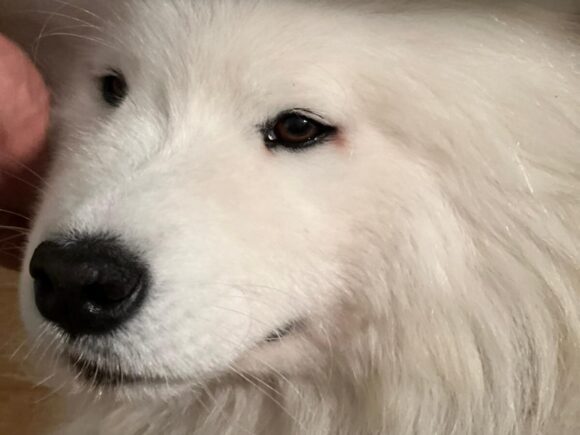 Torik freundlicher Samojedenrüde 6 Jahre alt