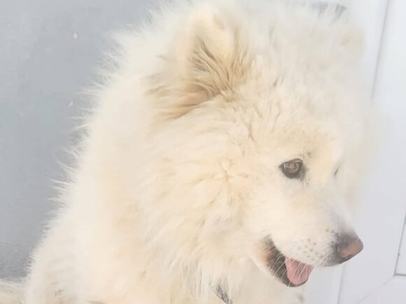 Kuma, 3 Jahre, unkastriert