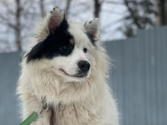 Casey, die Samojedenhündin mit dem gewissen Extra