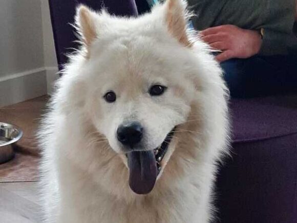 Jady 11 Monate alter, freundlicher Samojede-Chow Mix