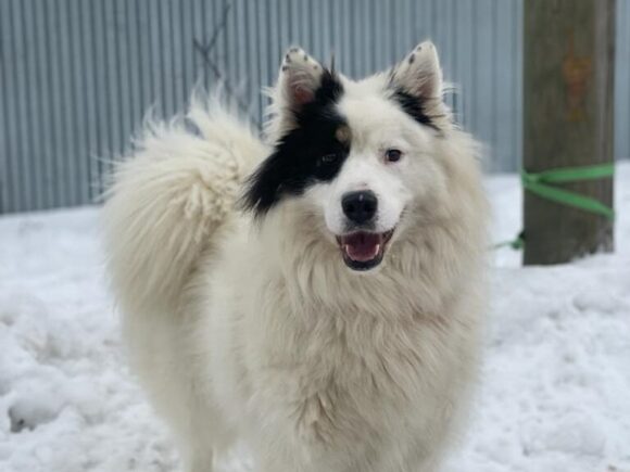 Casey, die Samojedenhündin mit dem gewissen Extra