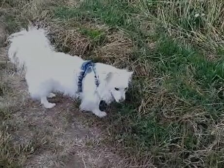 Charlie lustiger, verschmuster Kleinhund 2 Jahre alt