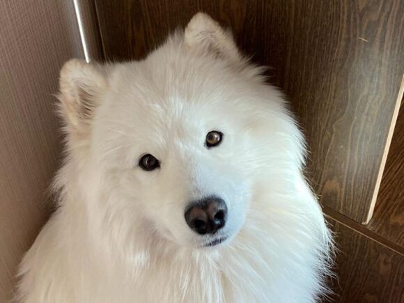 Rick Samojedenrüde 3 Jahre alt