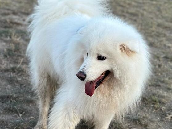 Keks, junger, freundlicher  Samojedenrüde, kennt Katzen