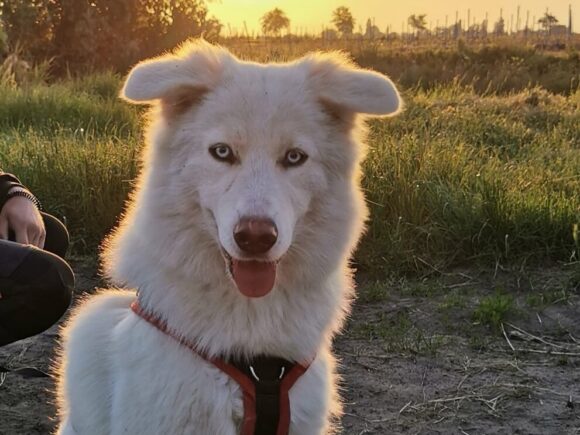 Milla, Schönheit mit blauen Augen, 8 Monate alt