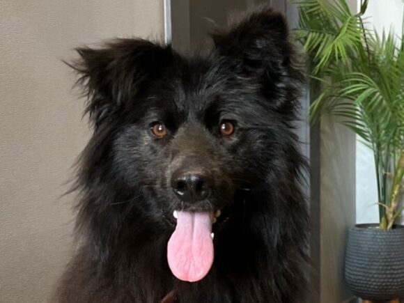 Kiara – black beauty
