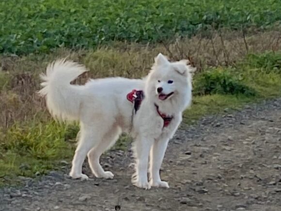 Nika, Samojedenhündin ca. 1,5 Jahre