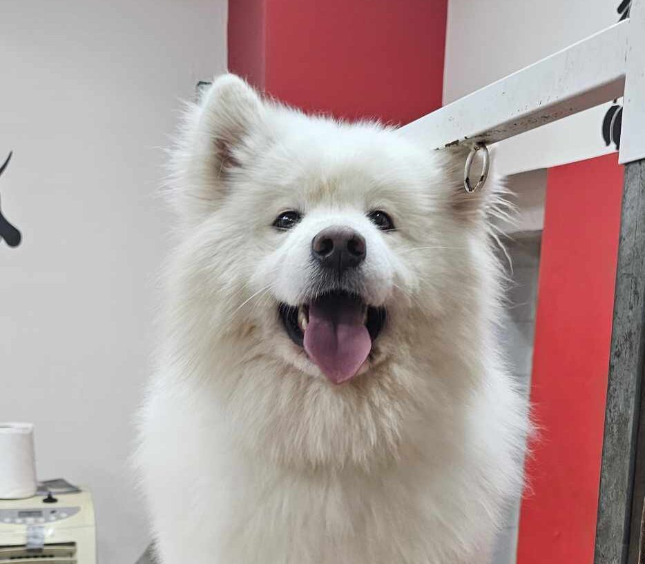 Acon, 2 Jahre sucht dringend sein Zuhause Samojede in Not