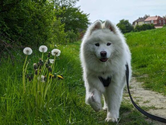 Leya – ein Traum auf 4 Beinen