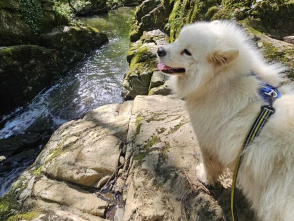 Snowy perfekter Hund im besten Alter