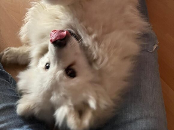 Zera