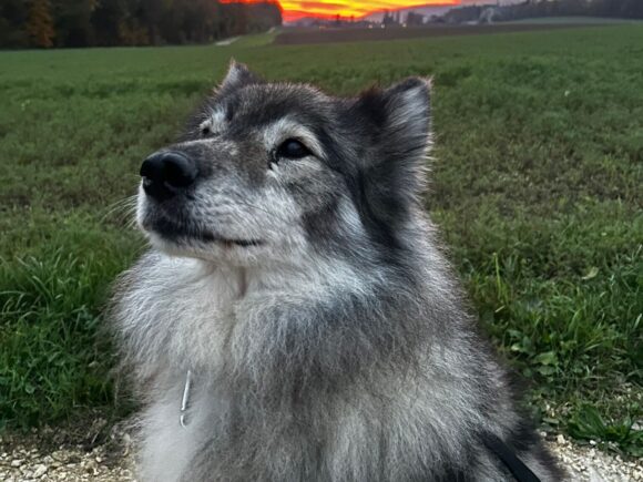 Arslan Siberian Husky Langhaar 7 Jahre ein gechillter Vertreter der Kinder mag